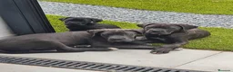 Cane Corso perros en venta: Cane corso blue  - Anuncio 1