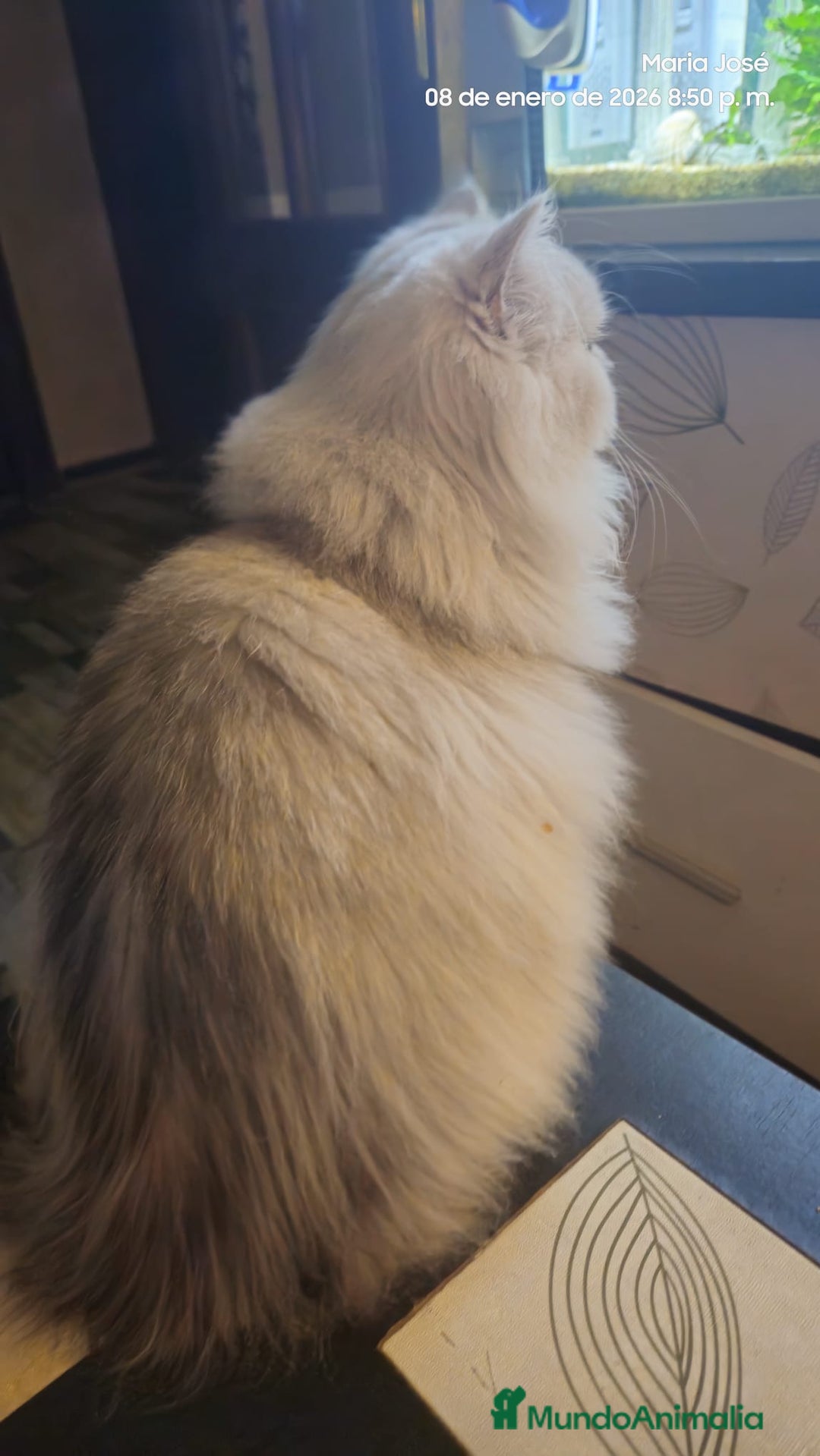 Persa gatos en venta: Persa chinchilla  - Anuncio 5