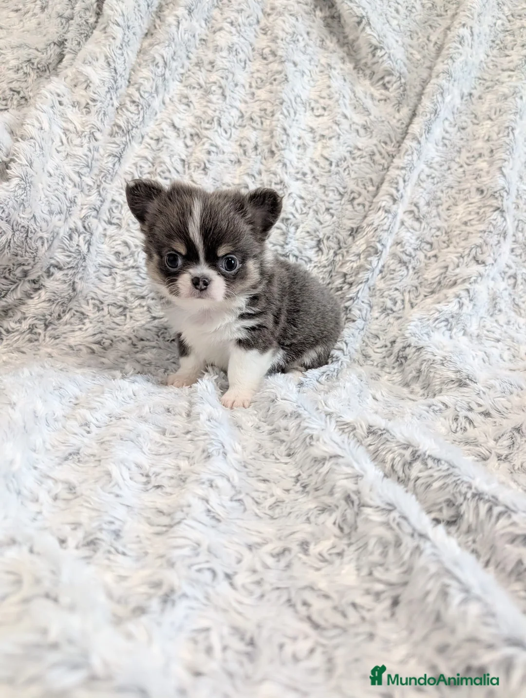 Chihuahua perros en venta: Chihuahua Toy cabeza de manzana  - Anuncio 4