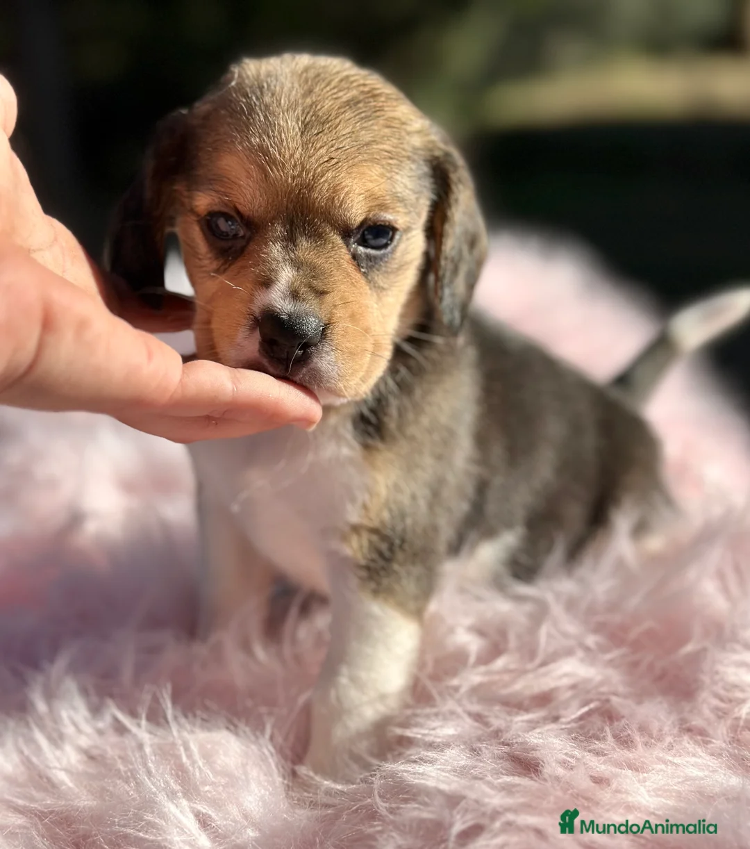 Beagle perros en venta: CAMADA DE BEAGLE DISPONIBLE PARA RESERVAR - Anuncio 6