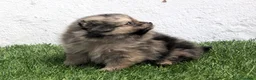 Pomerania perros en venta: Pomerania - Anuncio 25