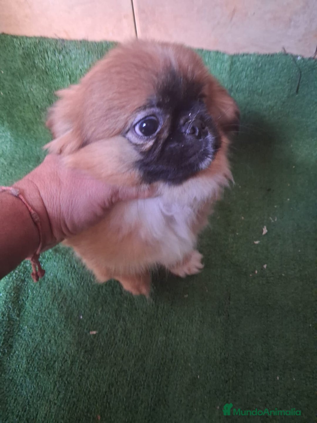 Pekinés perros en venta: Pequines hembra y macho  - Anuncio 2