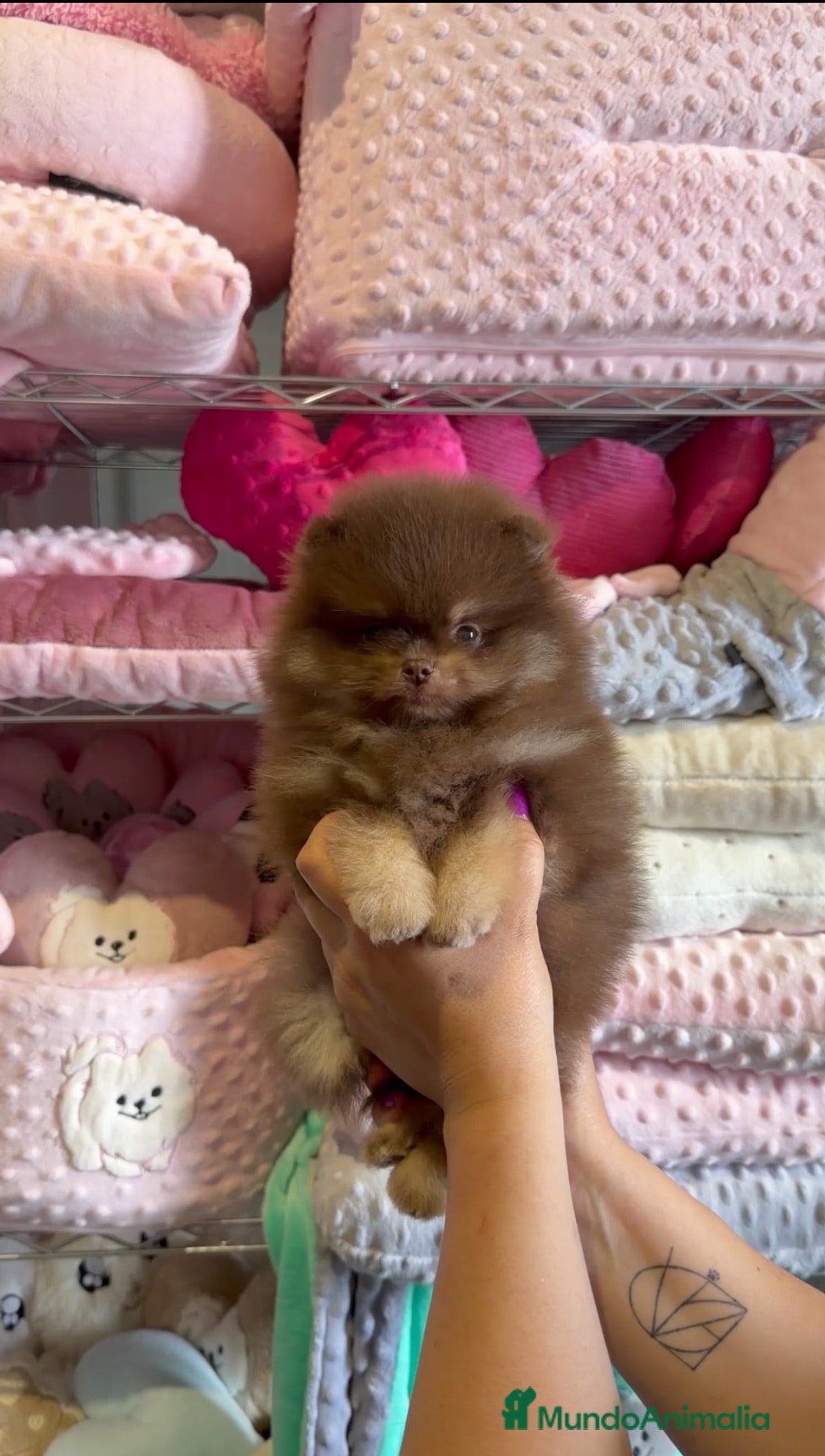 Pomerania perros Increíble macho pomerania chocolate y fuego - Anuncio 1
