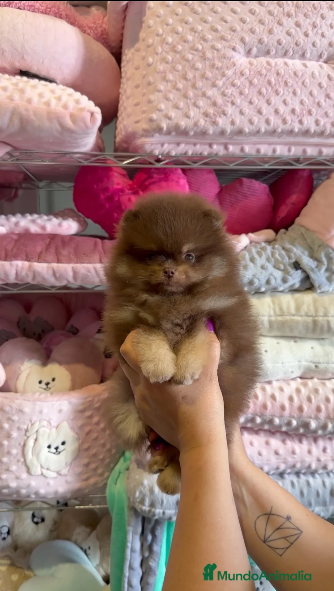 Pomerania perros en venta: Increíble macho pomerania chocolate y fuego - Anuncio 1