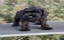 Schnauzer Miniatura perros en venta: SCHNAUZER MINIATURA NEGRO DISPONIBLE en Barcelona - Imagen 2