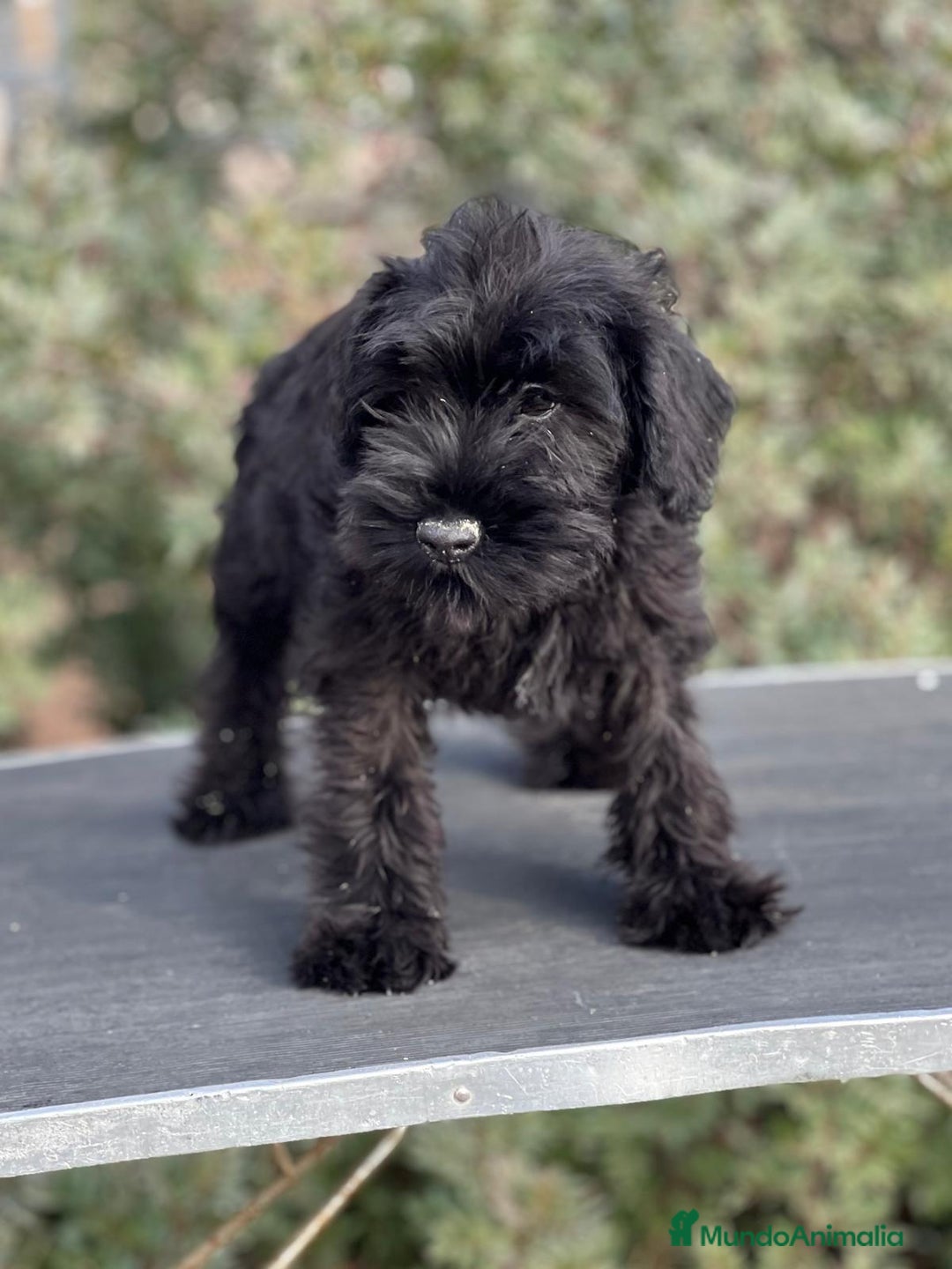 Schnauzer Miniatura perros en venta: SCHNAUZER MINIATURA NEGRO DISPONIBLE en Barcelona - Imagen 2