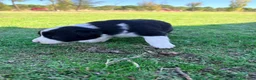 Border Collie perros en venta: Border collie - Anuncio 31