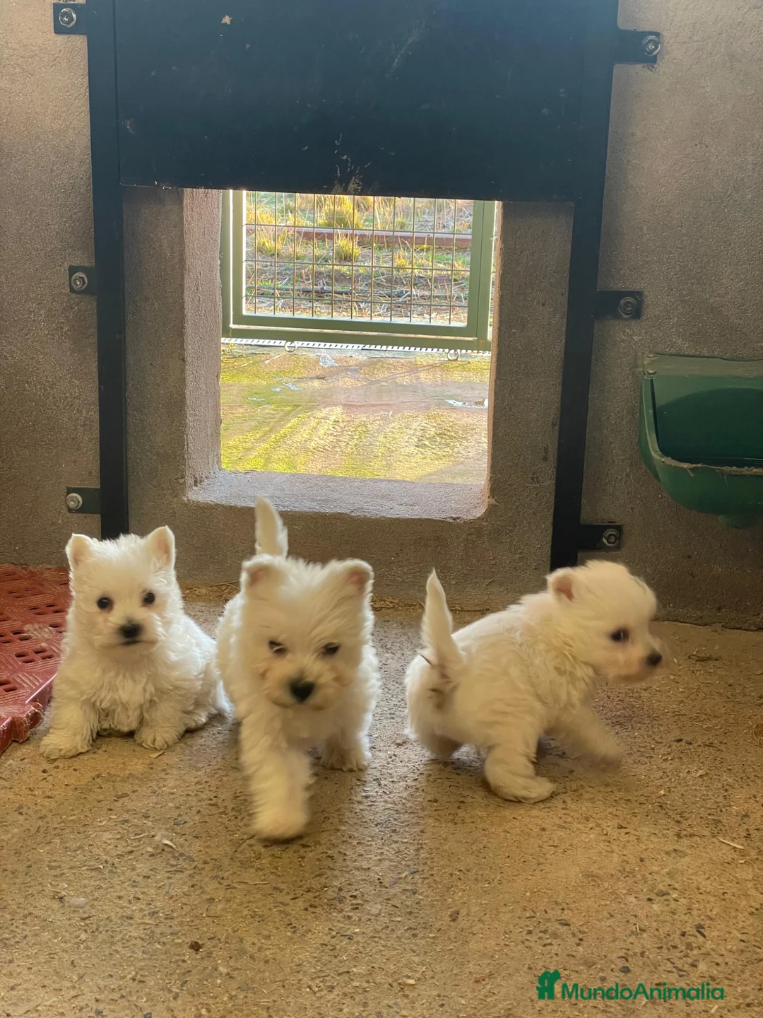 West Highland White Terrier perros en venta: Westy - Anuncio 2