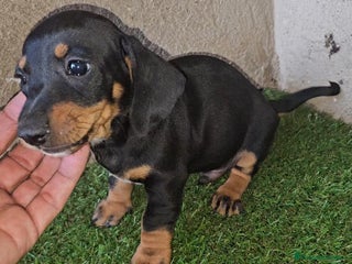 Teckel perros Teckel mini pelo corto en Cáceres - Anuncio 1