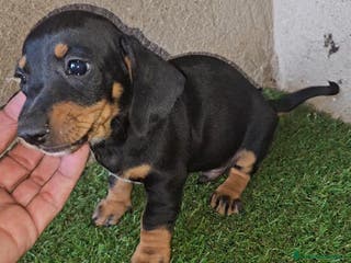 Teckel perros Teckel mini pelo corto en Cáceres - Anuncio 3