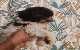 Perro de Agua Español perros en venta: Rabon de nacimiento ❗❗ - Imagen 2