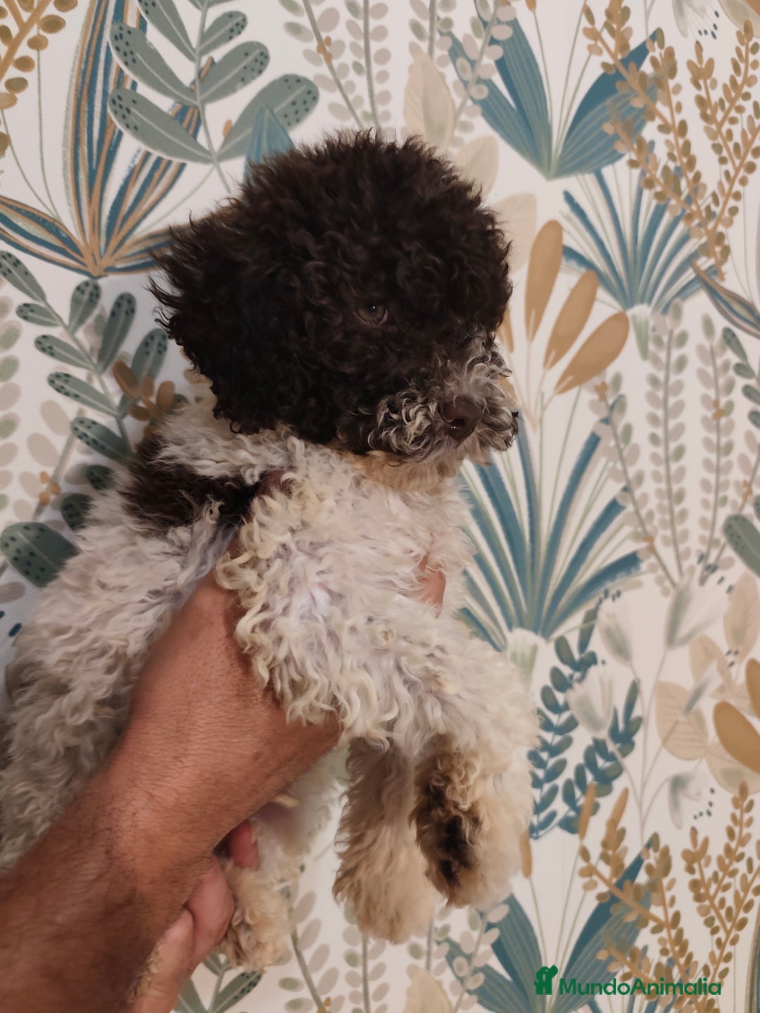 Perro de Agua Español perros en venta: Rabon de nacimiento ❗❗ - Imagen 2