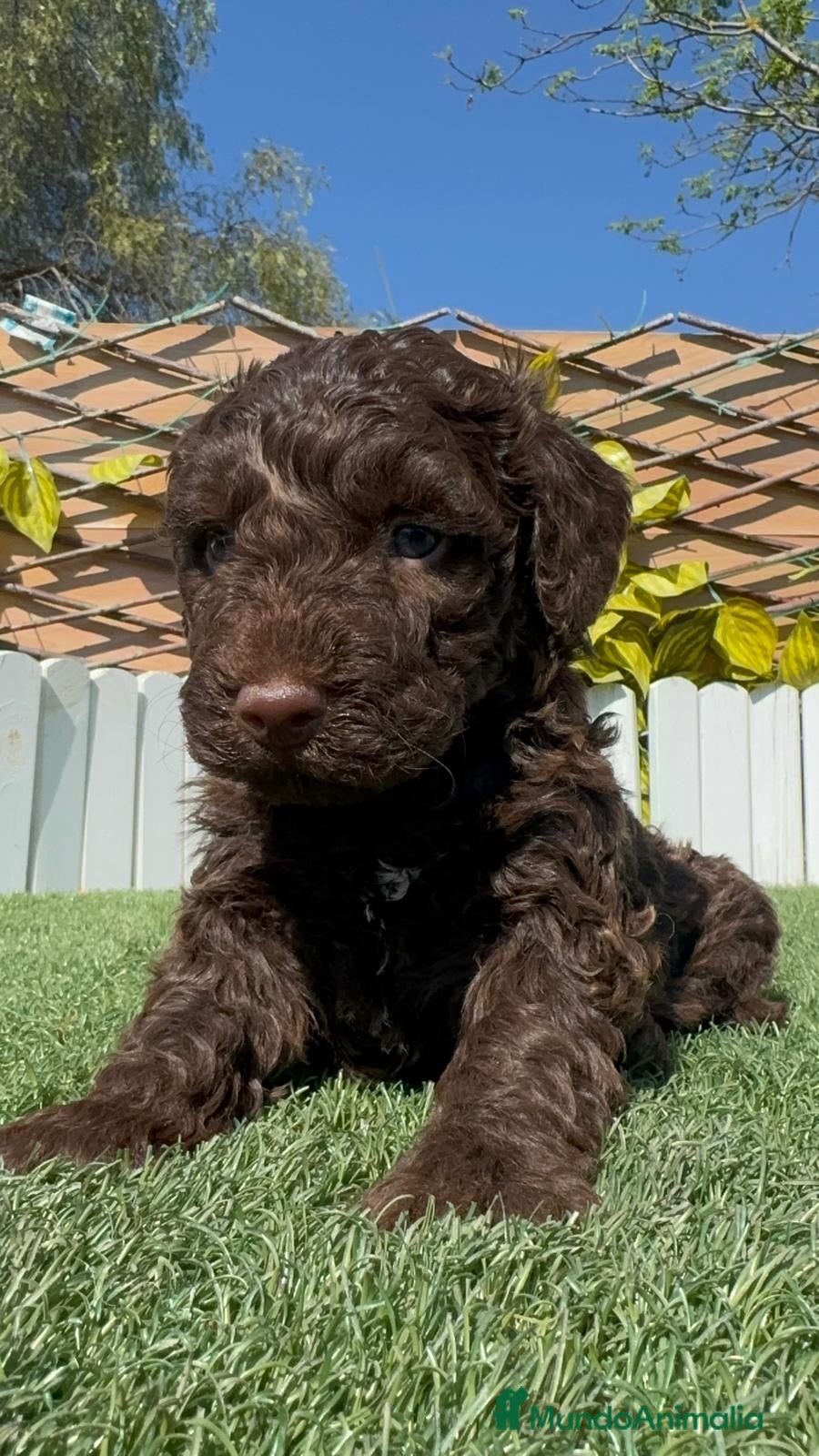 Perro de Agua Español perros PERRO DE AGUA ESPAÑOL - Anuncio 1