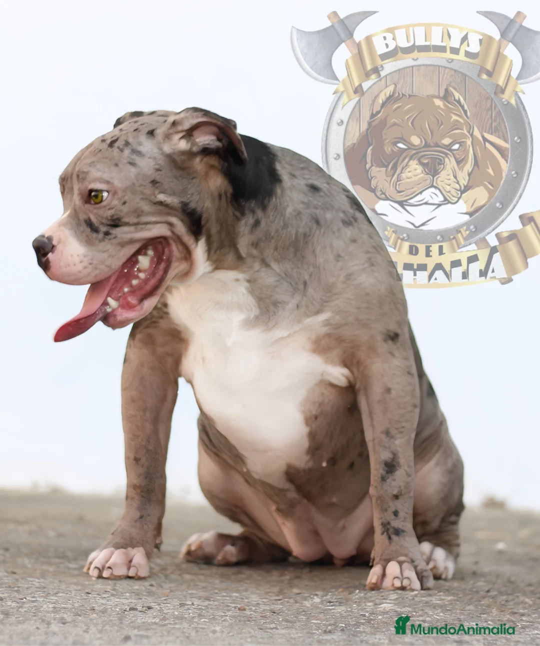 American Bully perros en venta: OFERTA AMERICAN BULLY A MITAD DE PRECIO en Sevilla - Anuncio 2