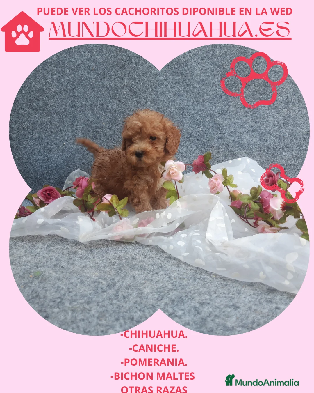 Maltipoo perros en venta: PRECIOSOS MALTIPOO Y CANICHE TOY - Anuncio 5