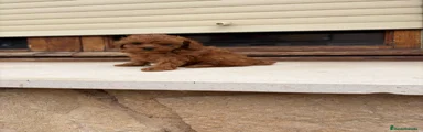 Caniche Toy 1