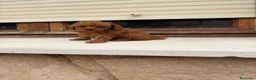 Caniche Toy perros en venta: Caniche mini Toy  - Anuncio 9