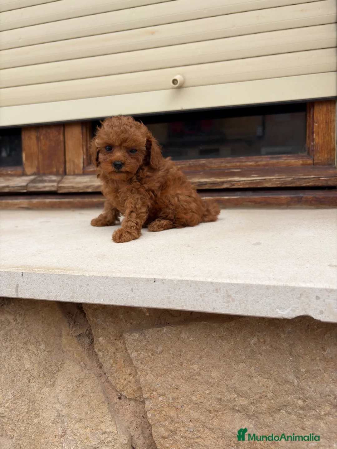 Caniche Toy perros en venta: Caniche mini Toy  - Anuncio 9