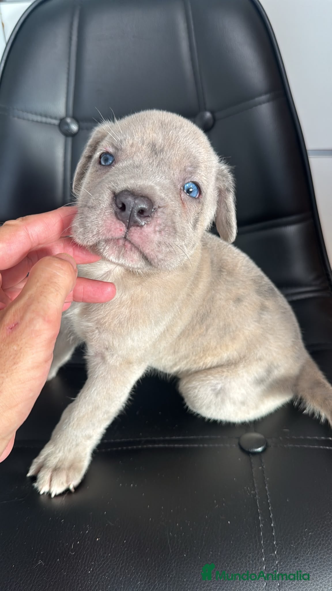 Cane Corso perros Camada Cane Corso - Anuncio 1