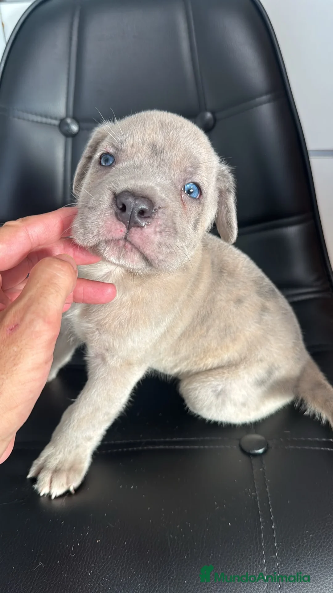 Cane Corso perros en venta: Camada Cane Corso - Anuncio 1