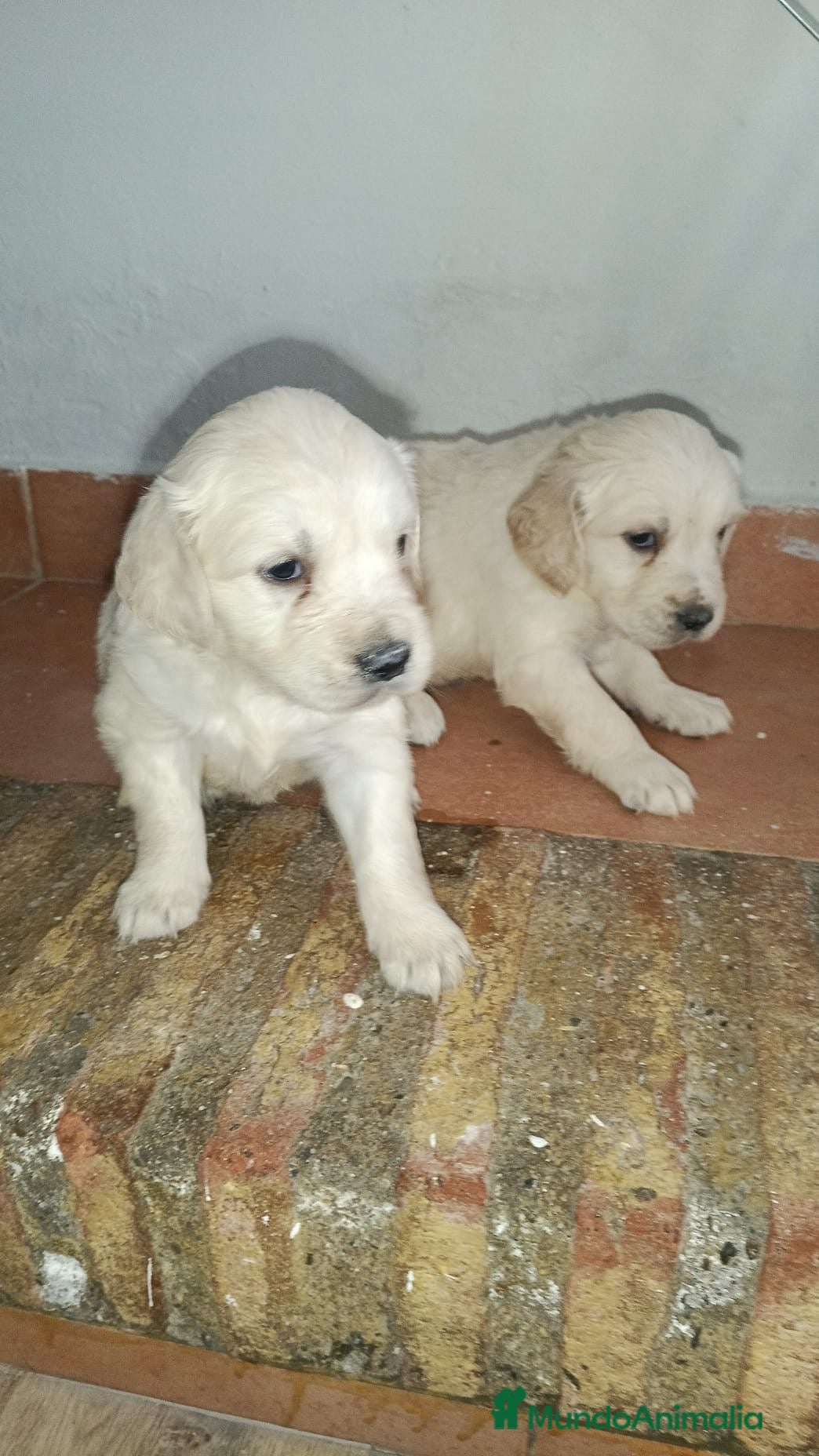 Golden Retriever perros Preciosos golden retriever línea americana  en Córdoba - Anuncio 1