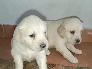 Golden Retriever perros Preciosos golden retriever línea americana en Córdoba - Anuncio 1