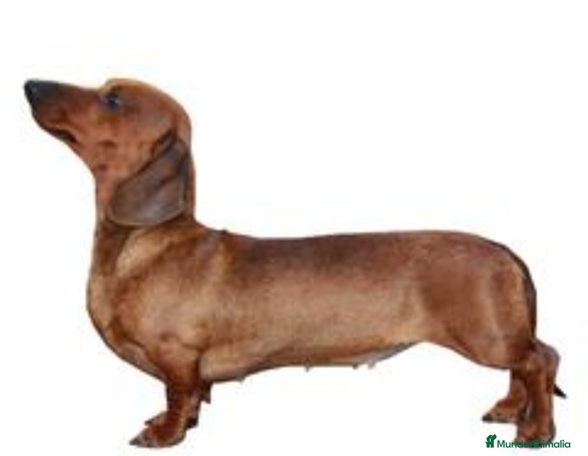 Teckel Miniatura perros Quieres un teckel en tu vida? - Anuncio 3