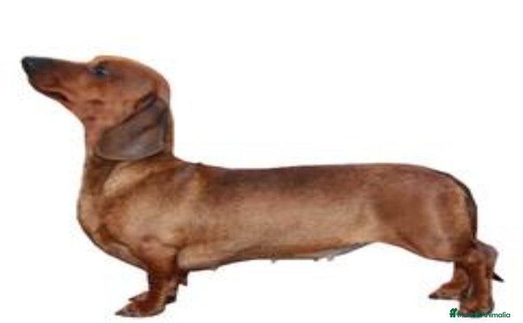 Teckel Miniatura perros - Anuncio 2