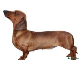 Teckel Miniatura perros Quieres un teckel en tu vida? - Anuncio 3