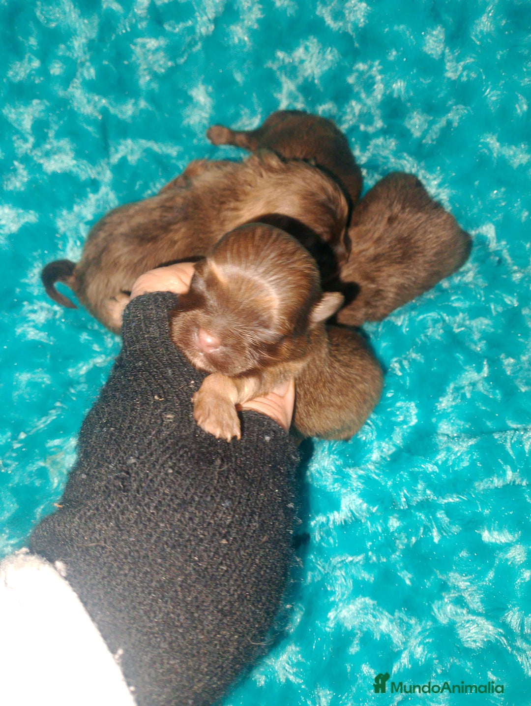 Raza Mixta perros en venta: Maltipom machos chocolate  - Anuncio 5