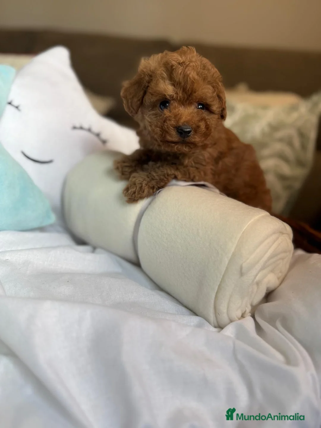 Caniche Toy perros en venta: Caniche TOY Macho líneas asiáticas  - Anuncio 5