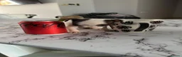Chihuahua perros en venta: Chihuahuas micro toy máxima calidad - Anuncio 24
