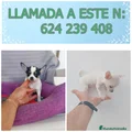 Chihuahua Cachorro 8