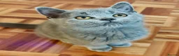 Británico de Pelo Corto gatos en venta: CAMADA DE GATO/AS BRITISH SHORTAIR - Anuncio 3