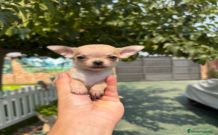 Chihuahua perros - Anuncio 1