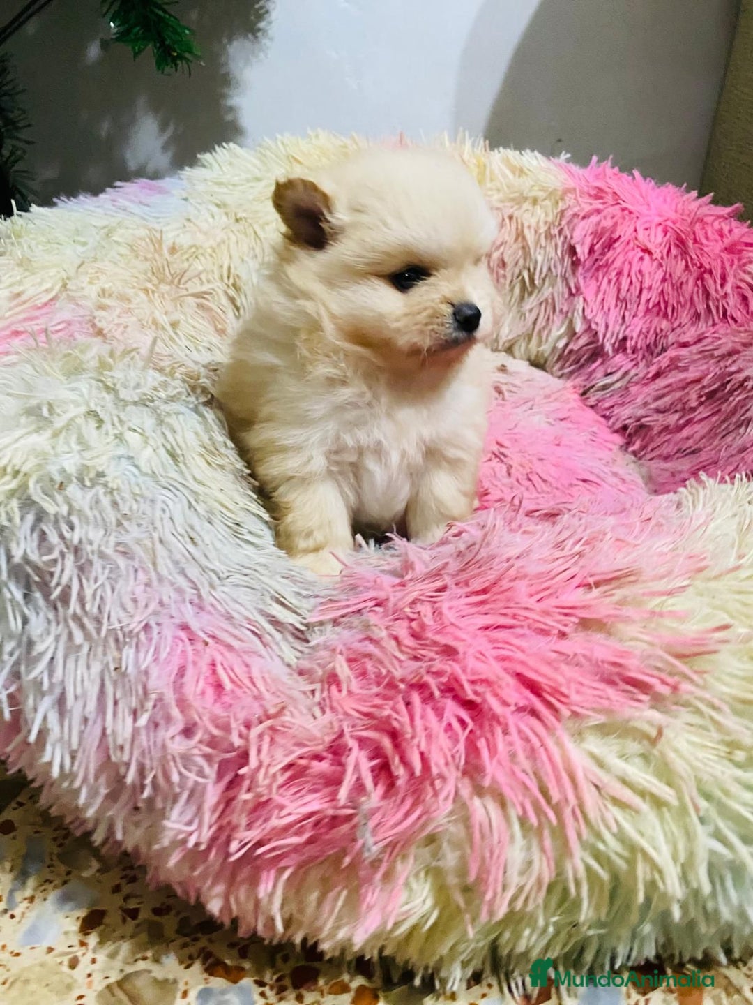 Pomerania perros en venta: Lulú de Pomerania toy muy toys  - Anuncio 7