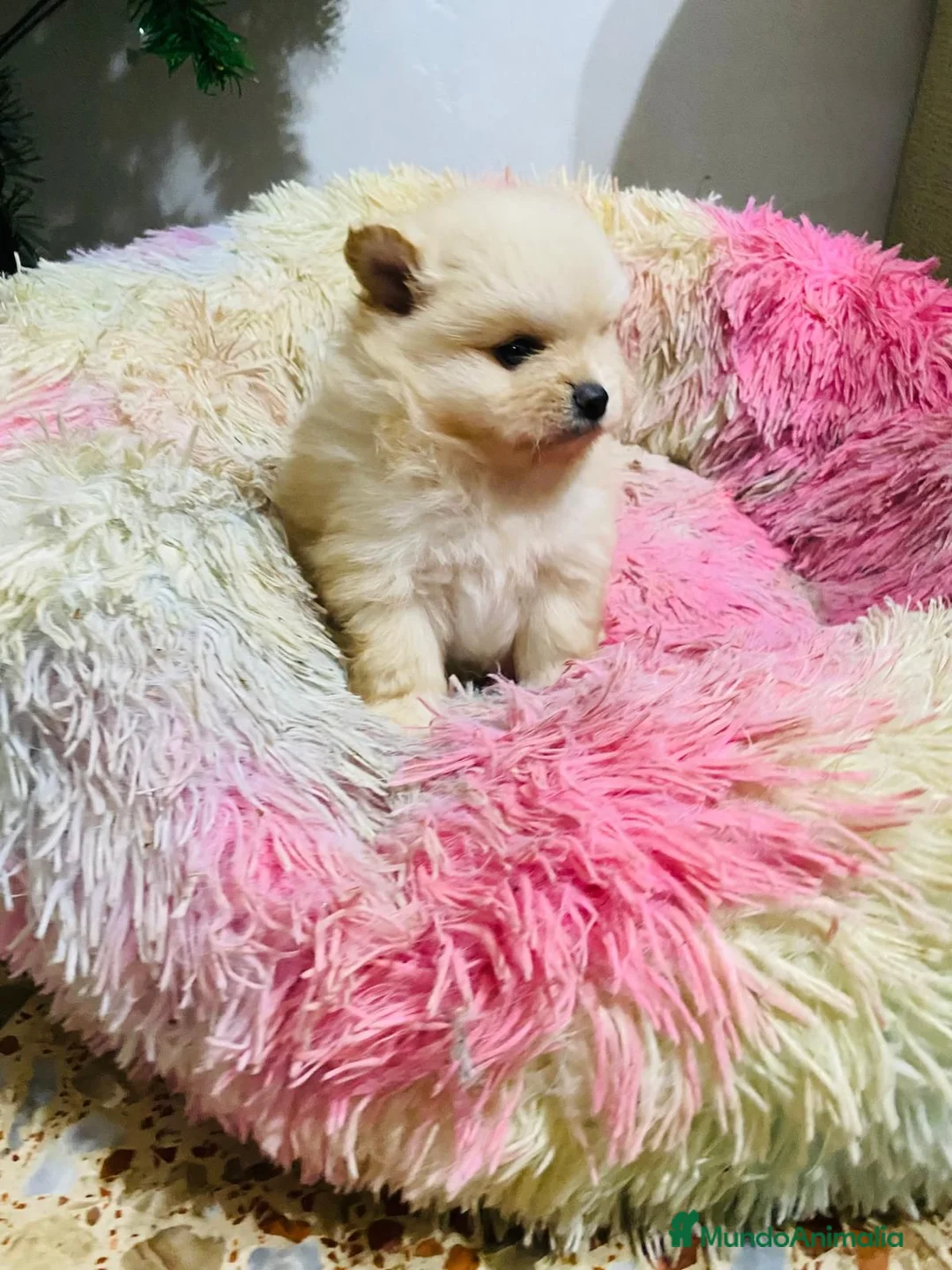 Pomerania perros en venta: Lulú de Pomerania toy muy toys  - Anuncio 7