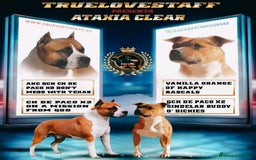 American Staffordshire-Terrier perros en venta: Américan staffordshire terrier  - Imagen 3