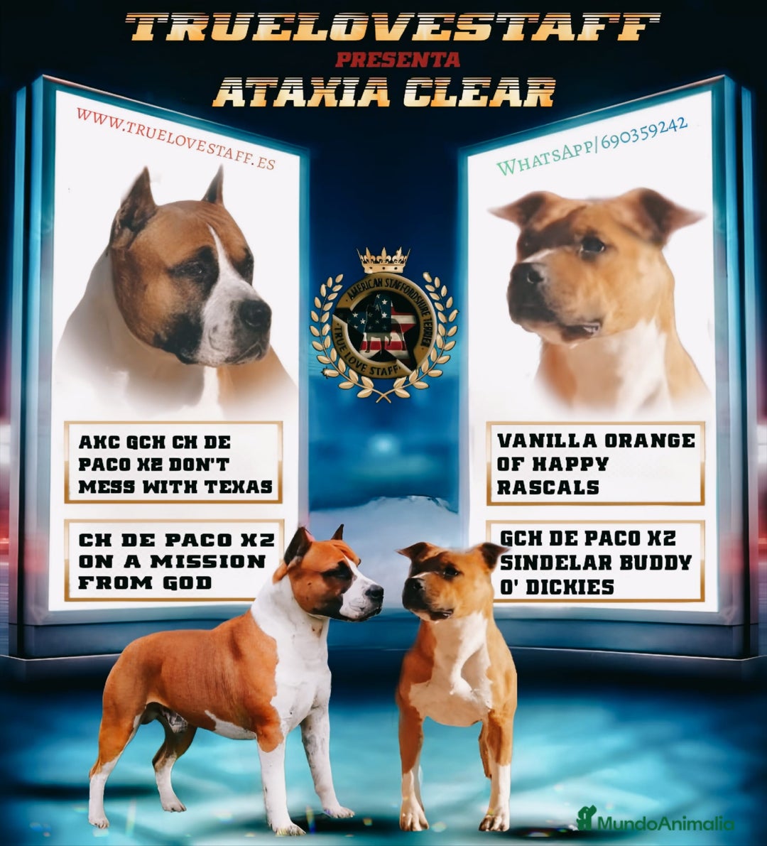 American Staffordshire-Terrier perros en venta: Américan staffordshire terrier  - Imagen 3