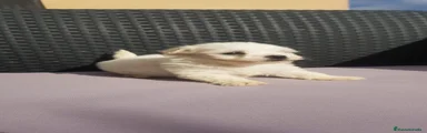 Bichón Maltés 1