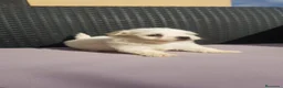 Bichón Maltés perros en venta: Bichón Maltés - Anuncio 3