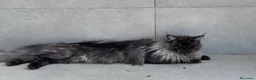 Maine Coon gatos en venta: Macho Maine Coon Black Smoke  - Anuncio 6