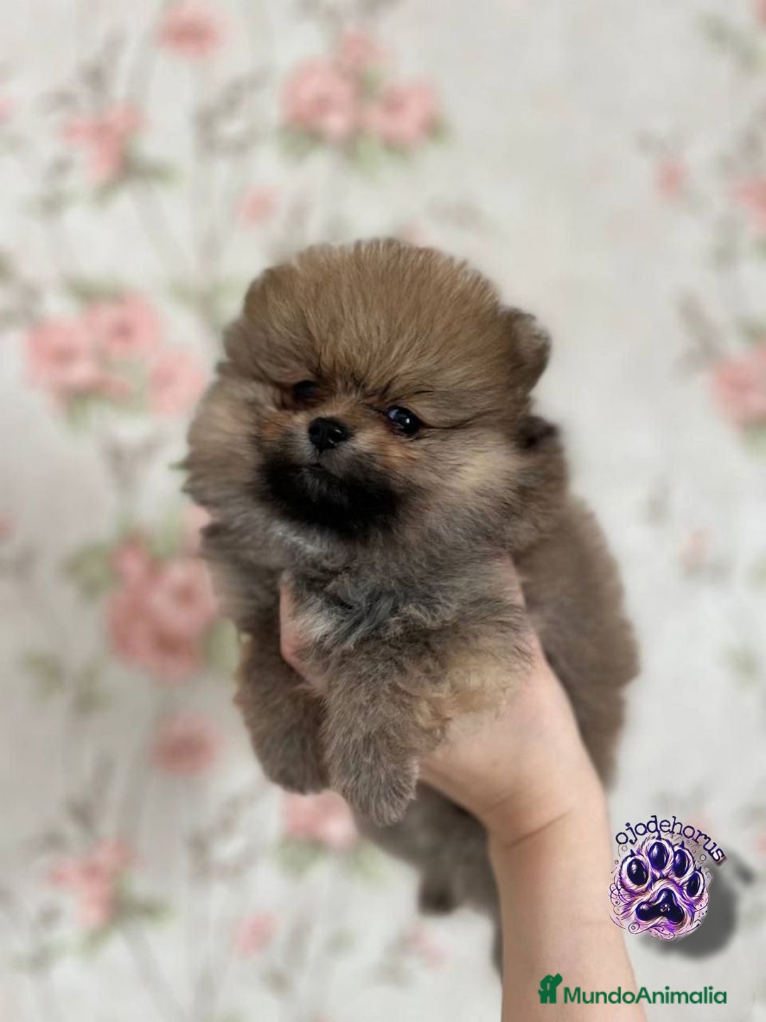 Pomerania perros en venta: ⚜️Pomerania ositos Boo toy - Imagen 5