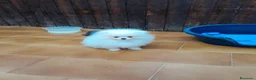 Pomerania perros en venta: Pomeranian toy - Anuncio 3