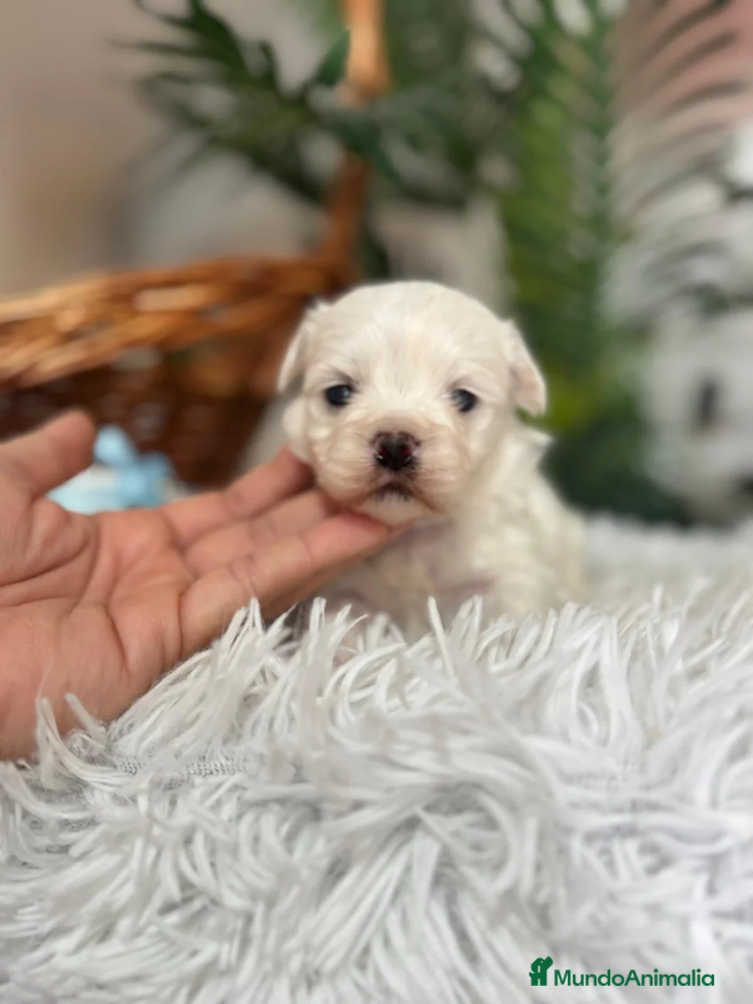 Bichón Maltés perros en venta: BICHON MALTES - Anuncio 12