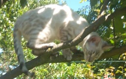 Bengalí gatos en venta: Disponible gatita Bengali - Imagen 6