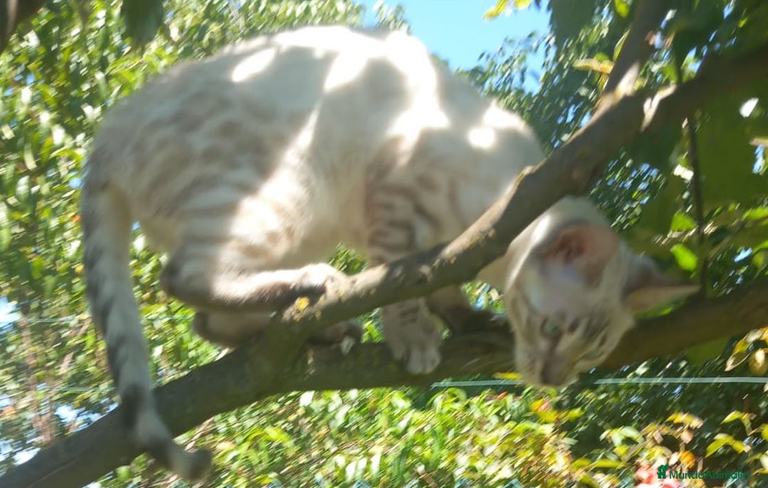 Bengalí gatos en venta: Disponible gatita Bengali - Imagen 6