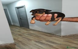 Ratón de Praga perros en venta: Ratón de praga  - Imagen 2