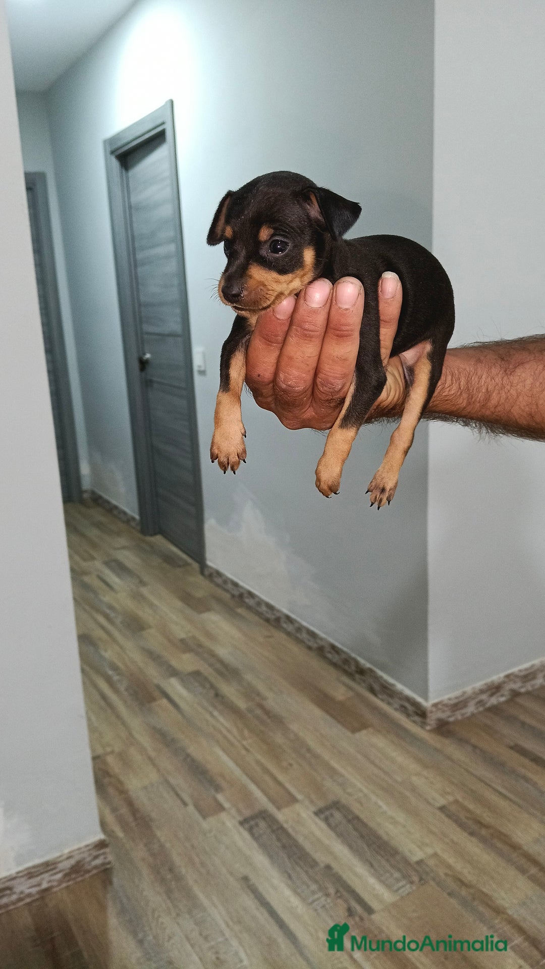 Ratón de Praga perros en venta: Ratón de praga  - Imagen 2