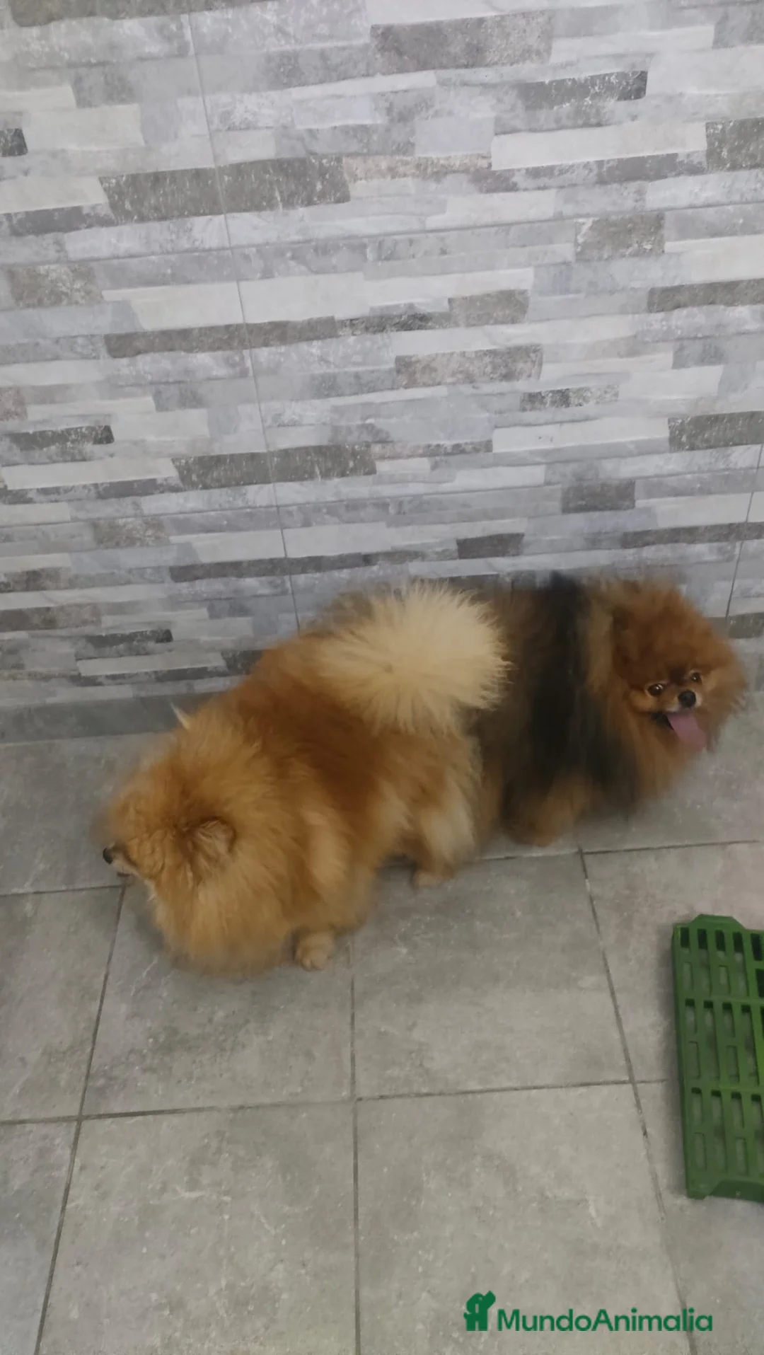 Pomerania perros en venta: Pomerania miniatura  - Anuncio 1